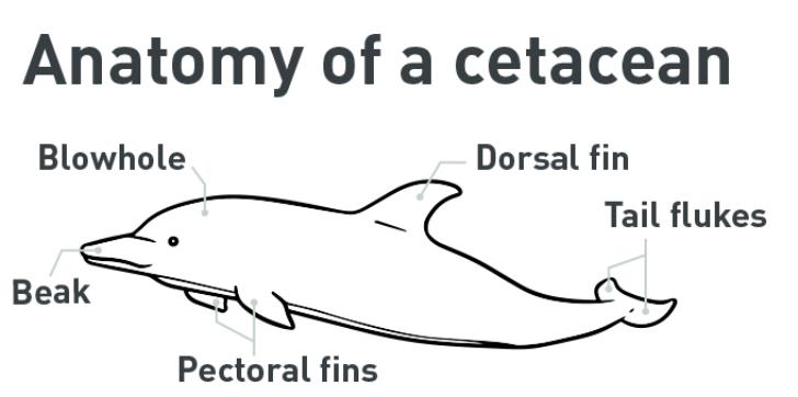Image result for cetacean anatomy