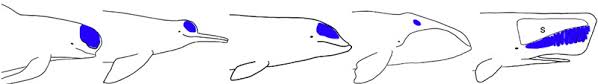 Image result for what is melon in cetaceans for